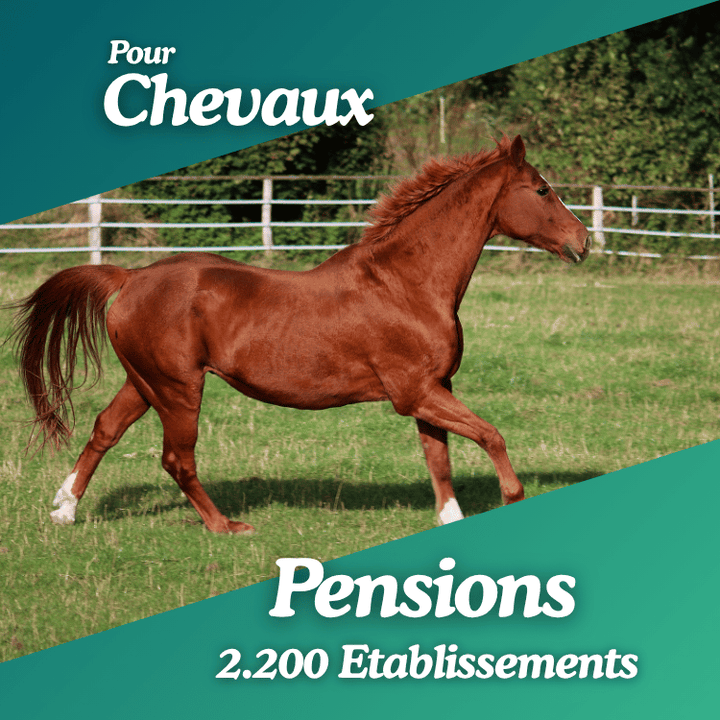 Base Pensions pour chevaux