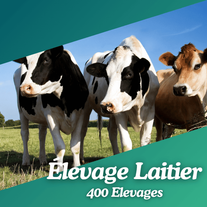 Base de données élevage laitier