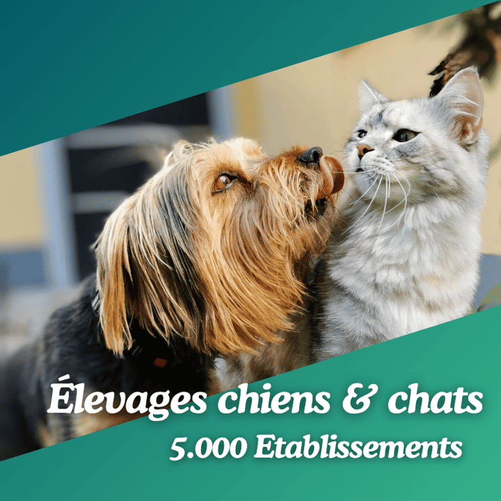 Base de données élévages de chats et de chiens