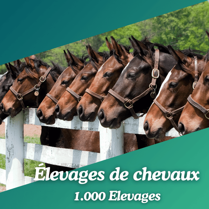 Base de données élevages de chevaux