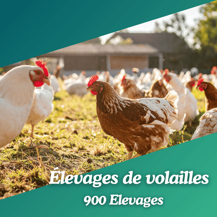 Base Élevages de volailles