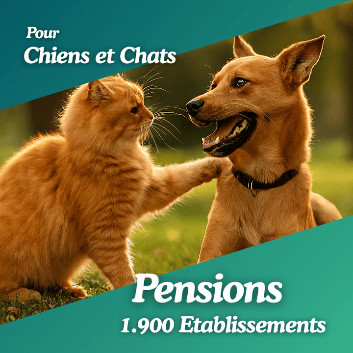 Pensions pour chiens et chats
